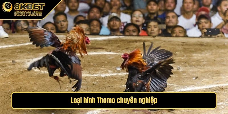 Loại hình Thomo chuyên nghiệp